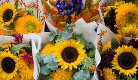 aptos-farmers-market-cabrillo