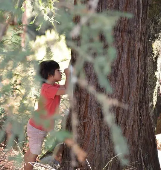 outdoor-learning-at-mount-madonna-school