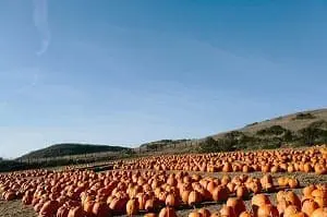 pumpkins-ready