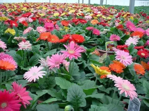gerbera-daisies