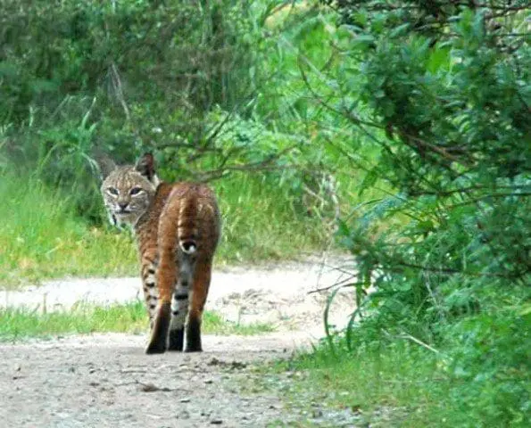 elkhorn-slough-bobcat
