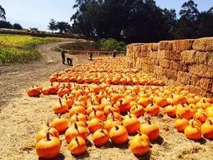 pumpkin_arata