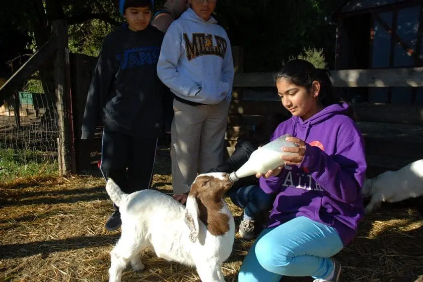 Hidden Villa Summer Camp