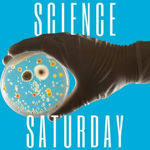mod-science-saturday-petrie-dish