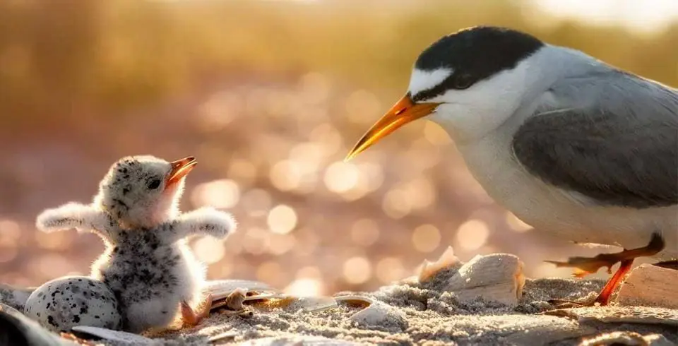 least-tern-and-chick