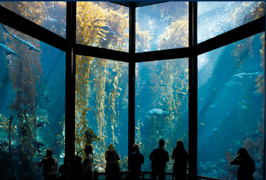 monterey-bay-aquaarium-open-house