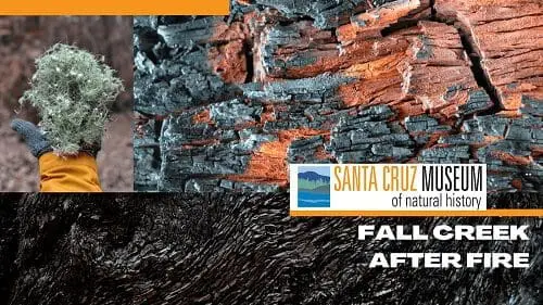 scmus-fall-creek-after-fire