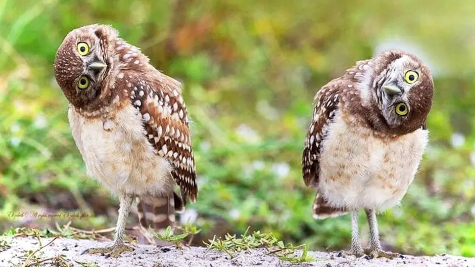 burrowing-owl-twins