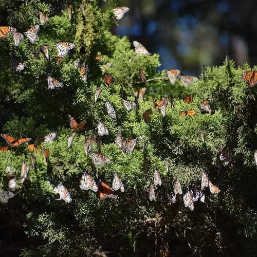 park-natural-bridges-migration