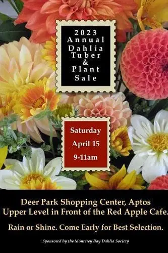 deer-park-dahlia-sale