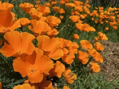 rancho-del-oso-poppies