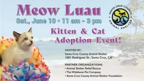sc-county-animal-shelter-kittens-cats-adoption