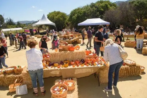 mearth-carmel-glass-pumpkin-patch