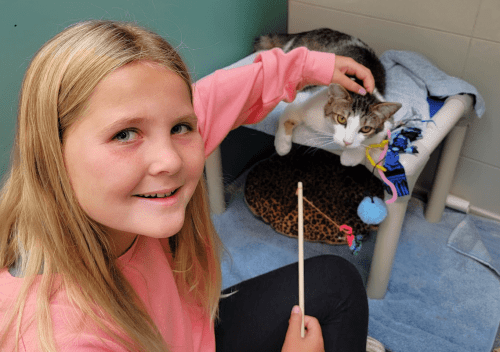 spca-tier-1-junior-cat