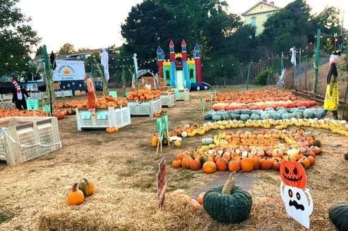 pumpkin-patch-sunnyside