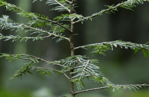 third-wave-aba-help-neurodivergent