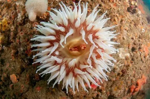 library-felton-ocean-critter