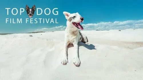 rio-top-dog-film-festival