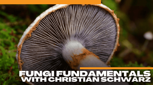 scmus-fungi-fundamentals