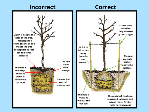 watsonville-community-forest-plant-a-fruit-tree