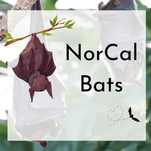 library-scotts-valley-norcalbats