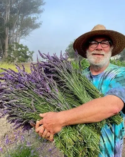 mariquita-farm-lavend