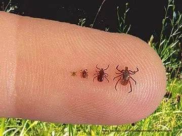 ticks-on-finger