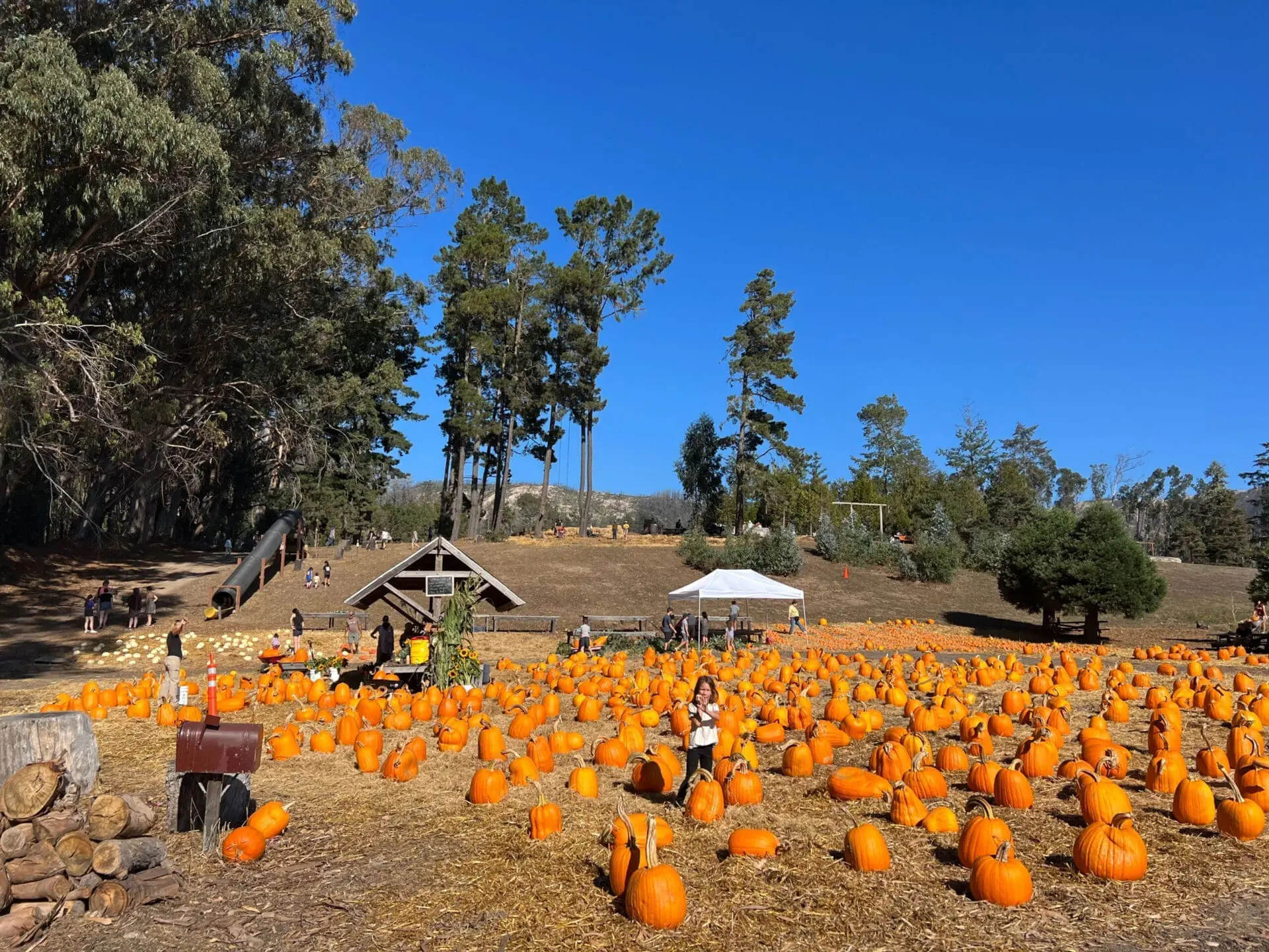 Fall Festival Pumpkin Patch