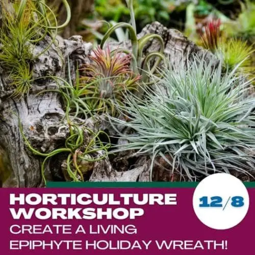 scmnh-holiday-wreath-2024