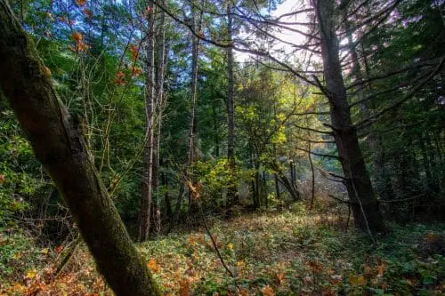 parks-butano-guided-hike