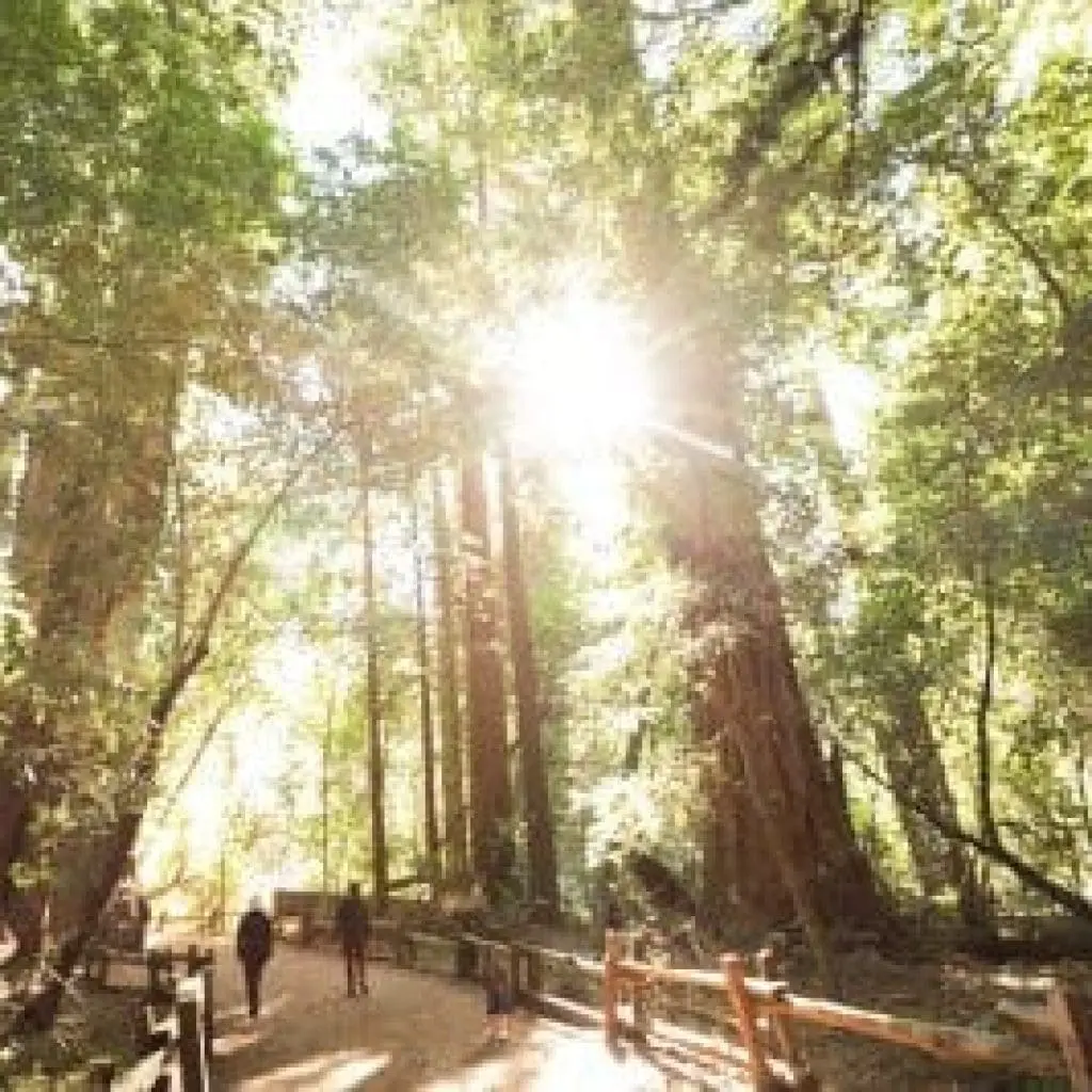 parks-henry-cowell-redwood-tour