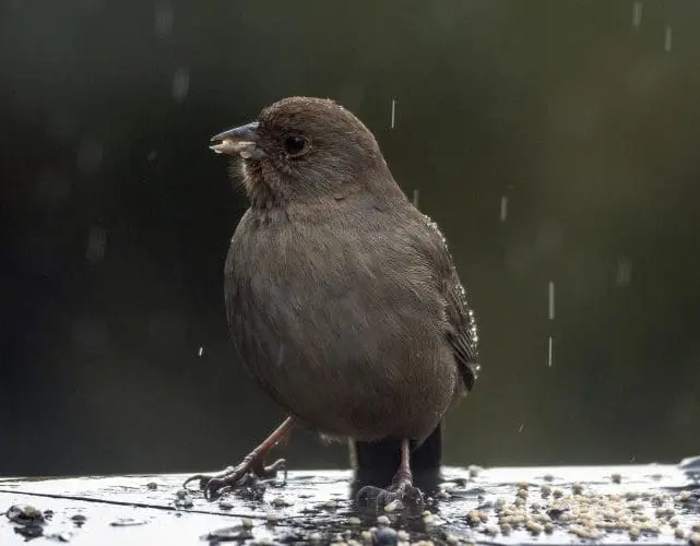 towhee-in-rain