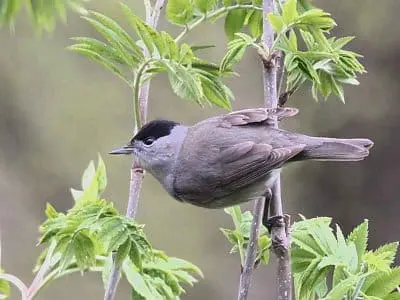 lochlomond-blackcap
