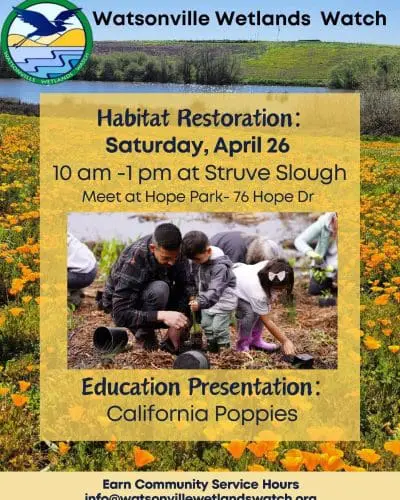 watsonville-wetlands-habitat-restoration