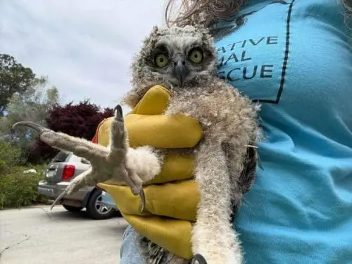 kqed-89.7-native-animal-rescue-interview