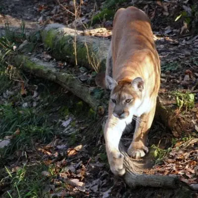 library-felton-mountain-lion-biology-and-ecology