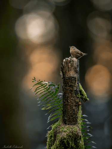 branciforte-pacific-wren-singing