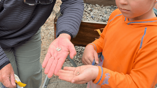 scmnh-fossil-family-fun