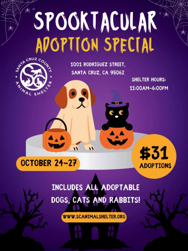 halloween-sc-animal-shelter-spooktacular-adoption-special