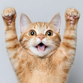 library-boulder-creek-cat-care