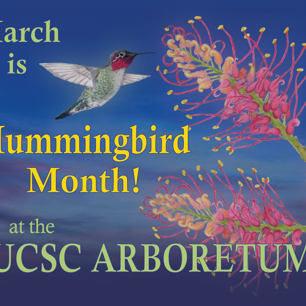 ucsc-arboretum-hummingbird-month