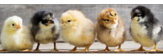 mountain-feed-keeping-chickens