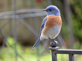 bluebird-quail-hollow-park