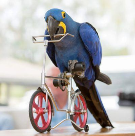 library-felton-happy-bird