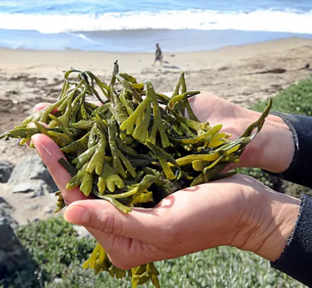 seaweeds-of-santa-cruz