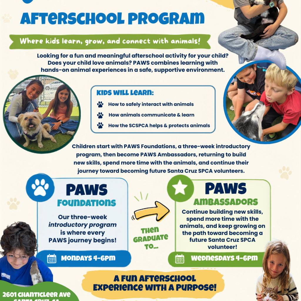 paws-afterschool-volunteer