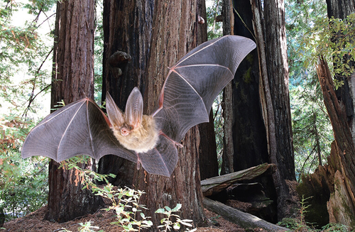 library-downtown-bats