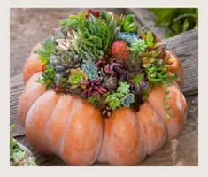 redwood-anunculus-succulent-workshop-2