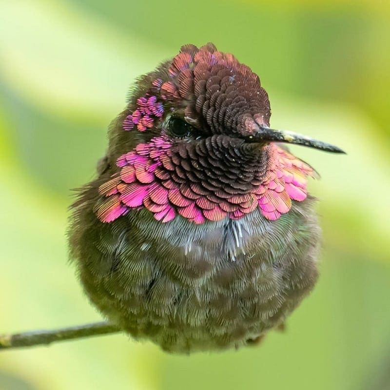 March is Hummingbird Month | Santa Cruz Parent