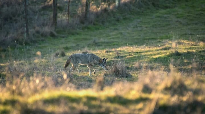 tracking-coyote-golden-hr
